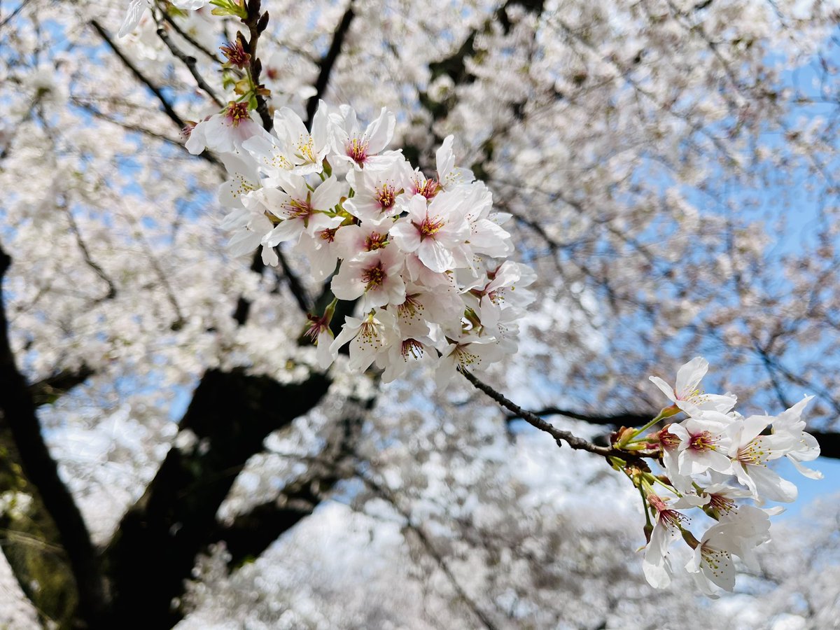 no humans flower cherry blossoms tree branch still life scenery  illustration images