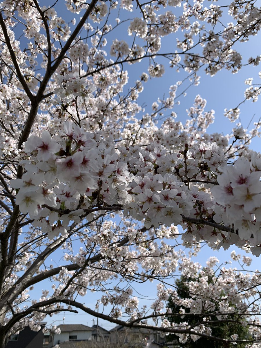 桜満開❣️ 花見散歩したよ(*^^*)