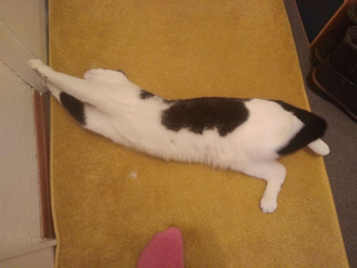 Velvet Shionne tweet media