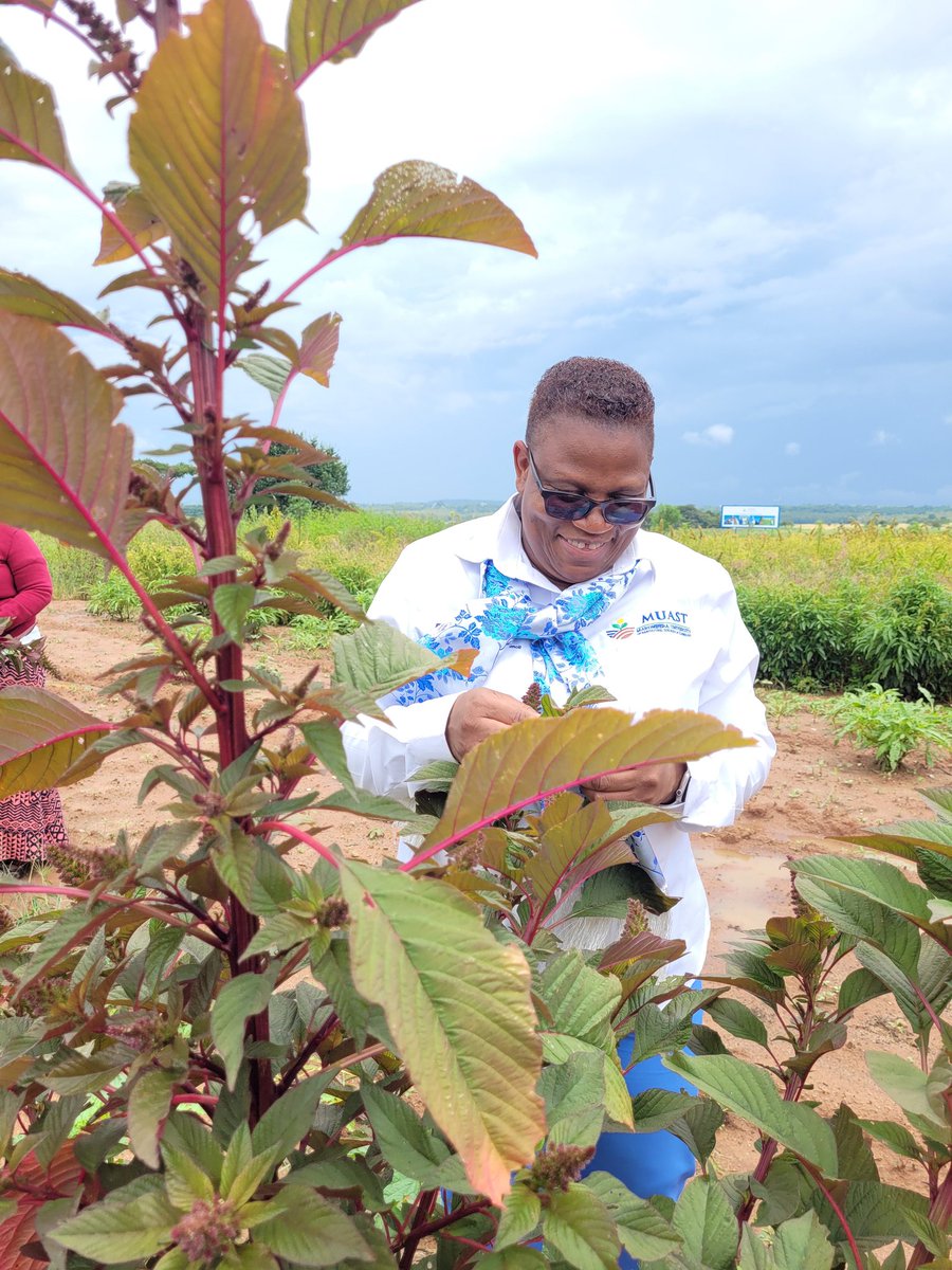 Amaranth &amp; cleome are key crops in building sustainable &amp; resilient food systems. The African Indigenous Vegetables Institute at  <a href="/MaronderaVarsit/">Marondera University AST</a> is spearheading research &amp; innovation in this important value chain. <a href="/esthernmasvaya/">esthermasvaya</a> <a href="/SimangoK19/">Kennedy Simango</a>  <a href="/prof_nyamangara/">Justice Nyamangara</a>