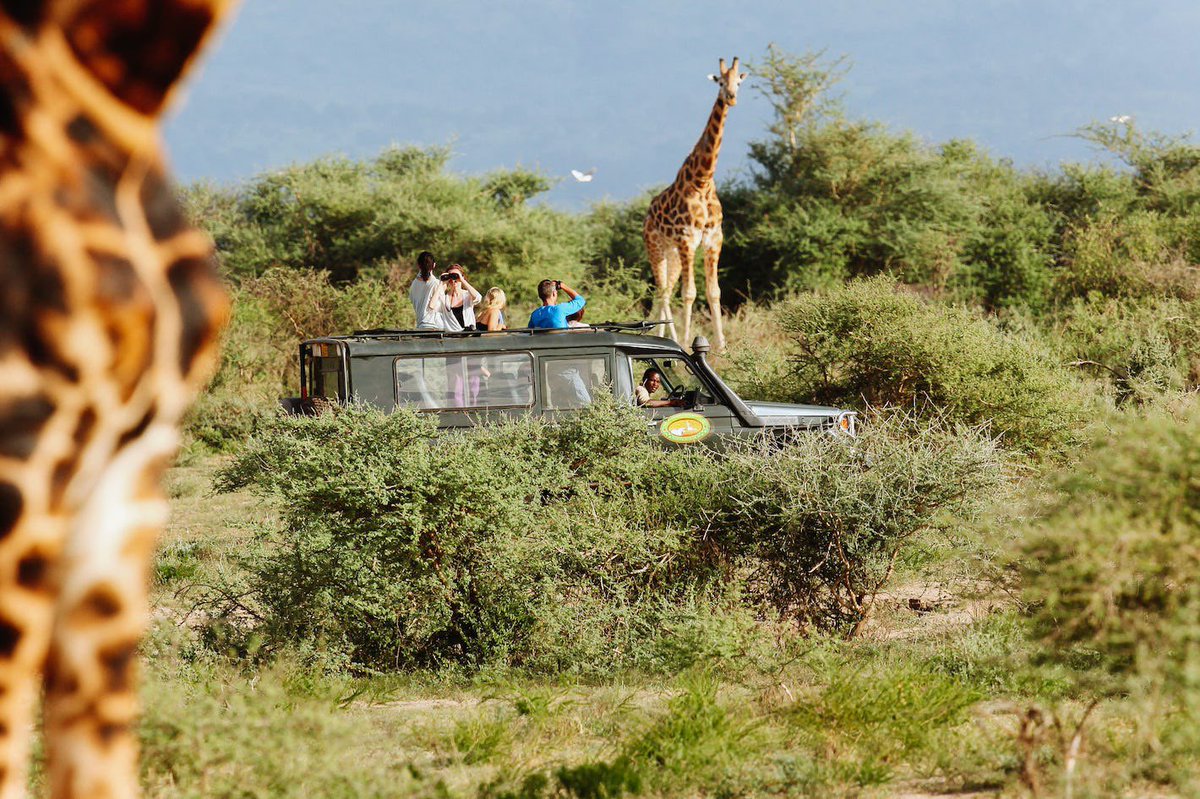 ugwildlife's tweet photo. If you could pick just one activity on the list below to do in Uganda, what would it be and why? #WildlifeWednesday #ExploreUganda 

A- Safari Game Drive
B- Safari Boat Cruise
C- Nature Walk
D- Birdwatching 

📷 Courtesy images https://t.co/WM8I8h8bVQ