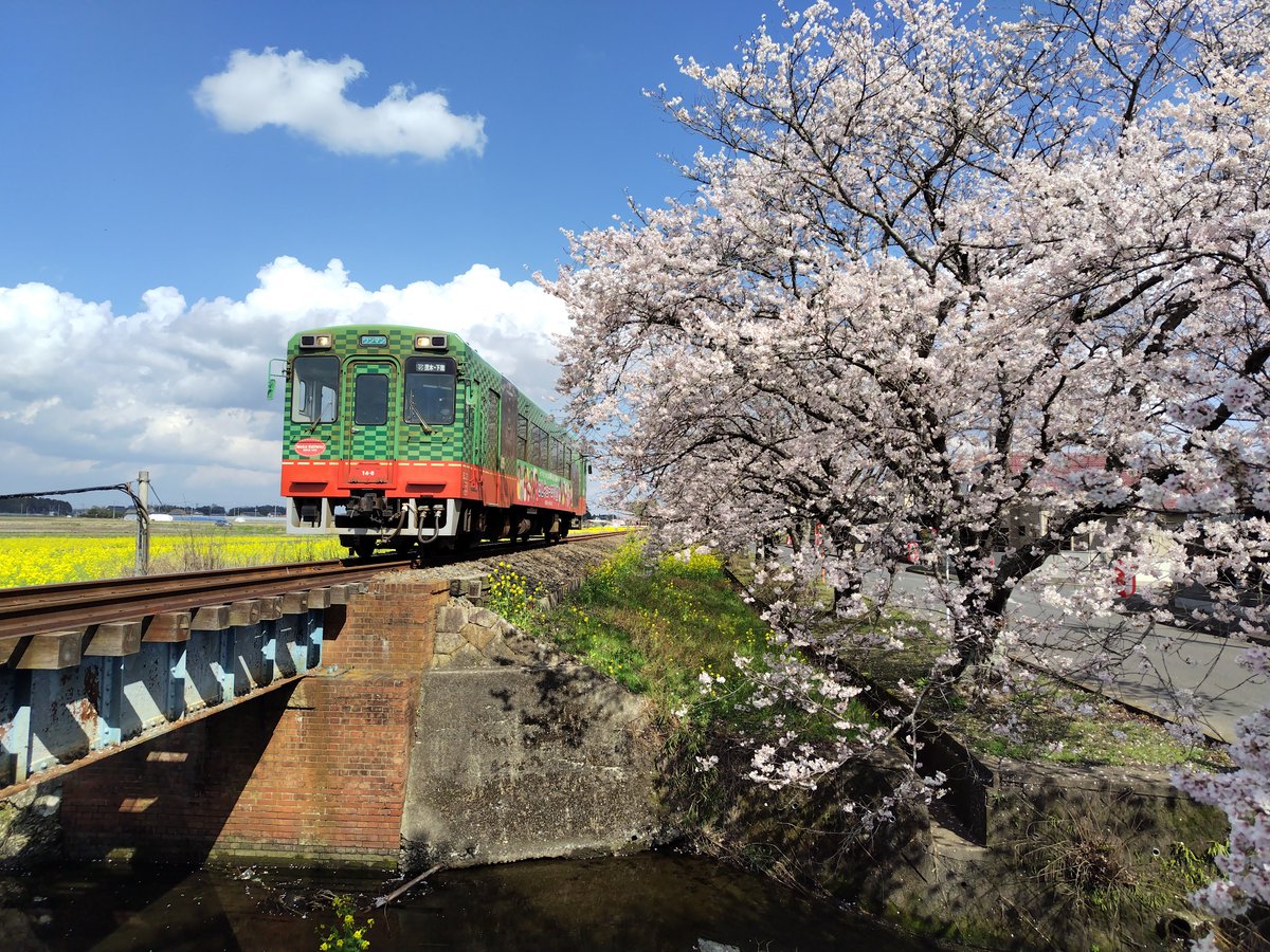 kumoha785's tweet photo. 2023/03/29
夜勤の合間に
桜と菜の花の撮影へ

#真岡鐵道 https://t.co/4J5LjU3zsk