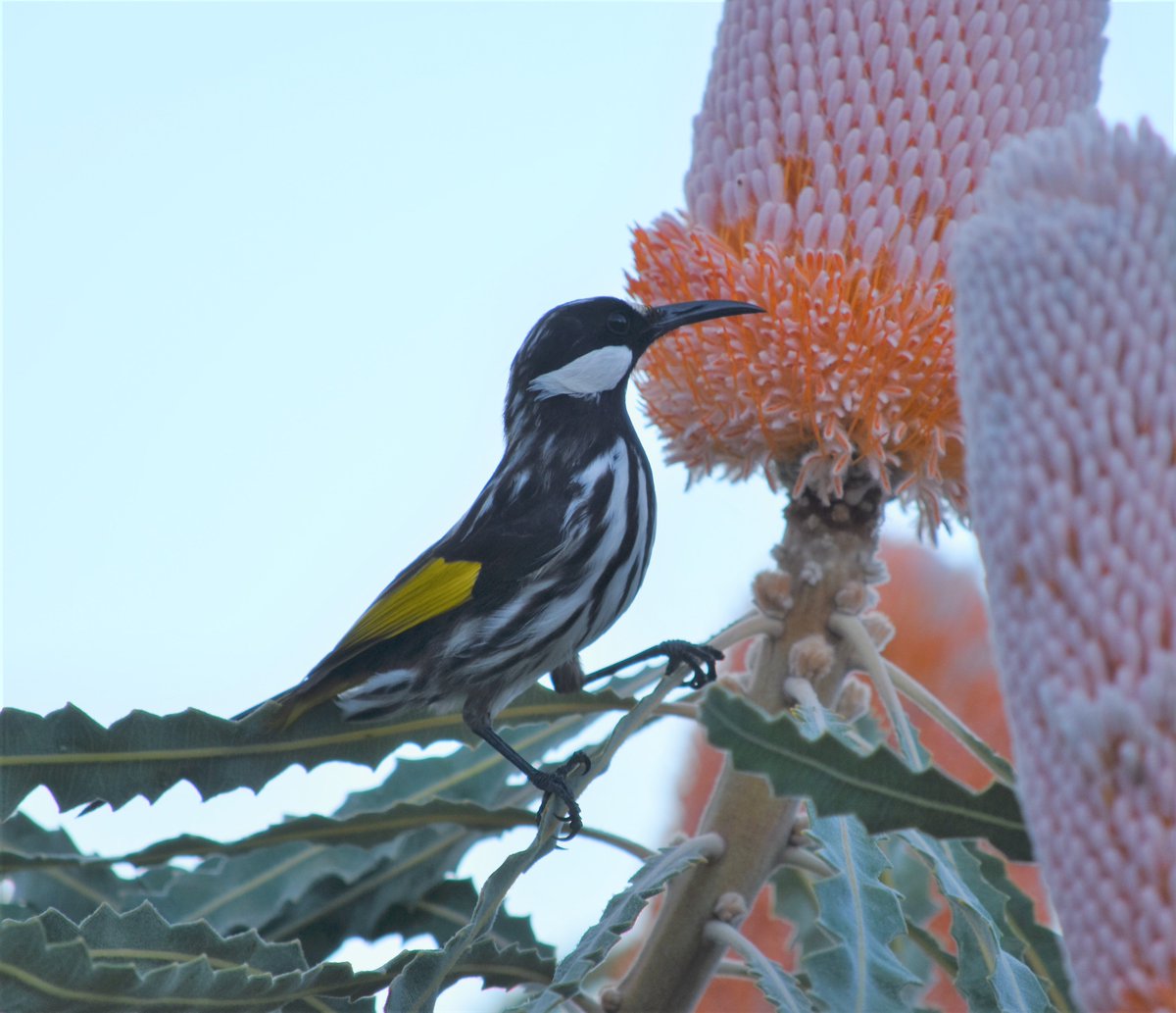 TheTomasKelly's tweet photo. Tell me you're in Western Australia without telling me you're in Western Australia Part I

White-cheeked Honeyeater feeding on Banksia prionotes #birds #botany #birdphotography #flora #perth #australia https://t.co/tpf1CF7dmS