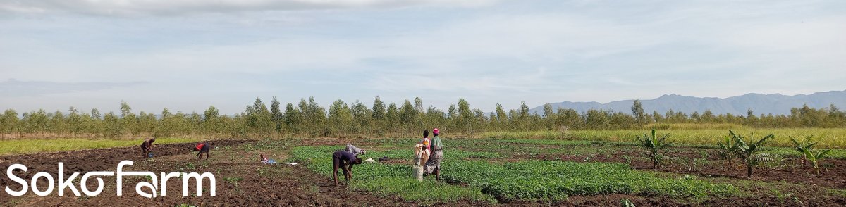 We are proud to work with women in our communities, providing them with labor opportunities &amp; credit to purchase our produce. At Sokofarm, we believe in empowering women to become leaders in agribusiness. #WomeninAgriculture #WomenEmpowerment