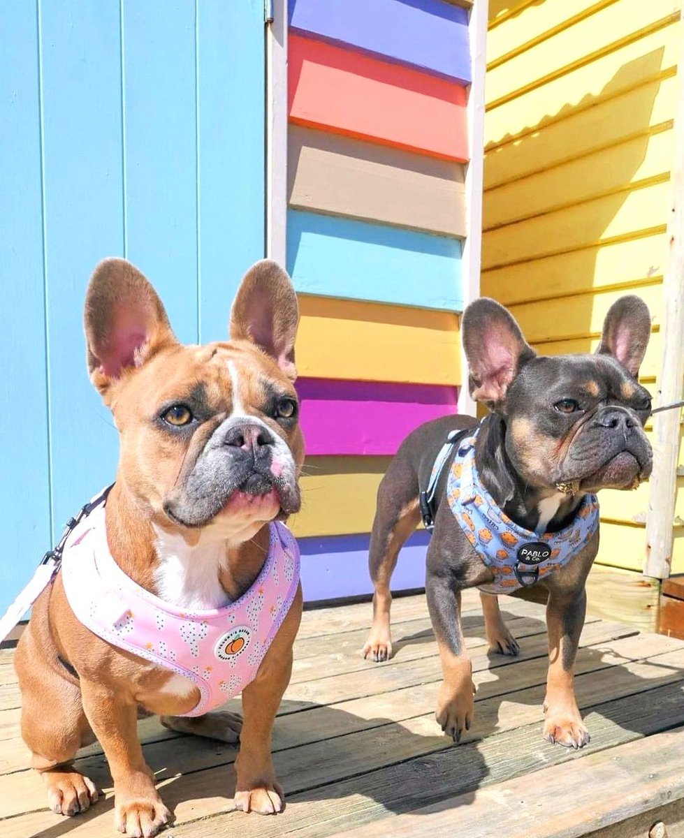 baxtapets's tweet photo. Pooches are like rainbows; they’re always there to make you smile after the storm. 🌈 
#frenchies #dogsontwitter https://t.co/XwS4YXPaW8