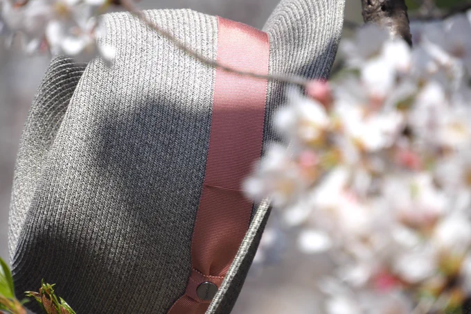 帽子と桜 