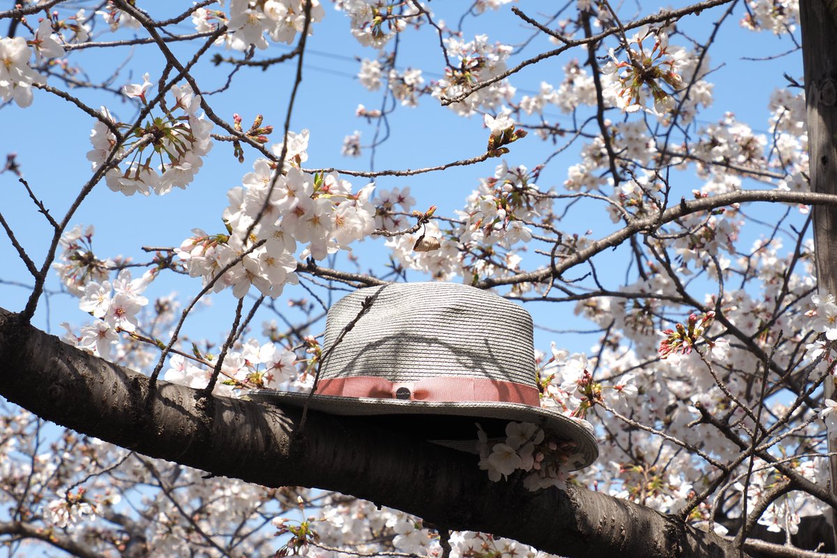 「帽子と桜 」|とくさんのイラスト
