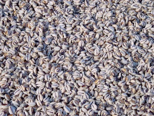 BedidoJewelry's tweet image. Shell Beads Components #shellbeads #jewelrycomponents #artsandcrafts #handmadeproducts fashionjewelries.com