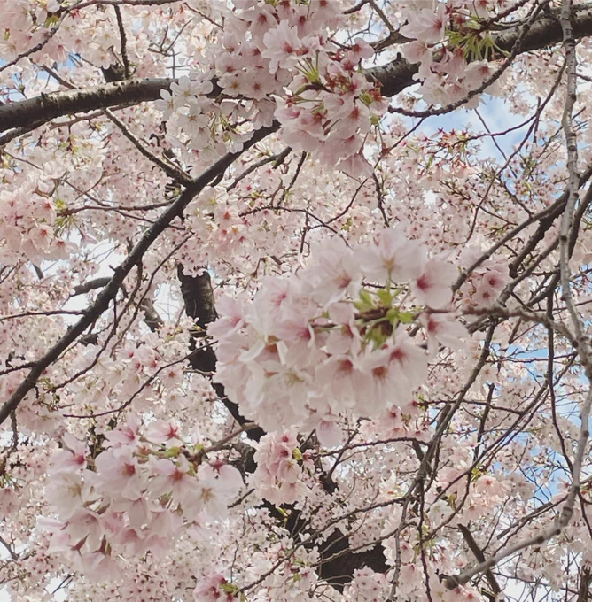 桜をみてきました 
