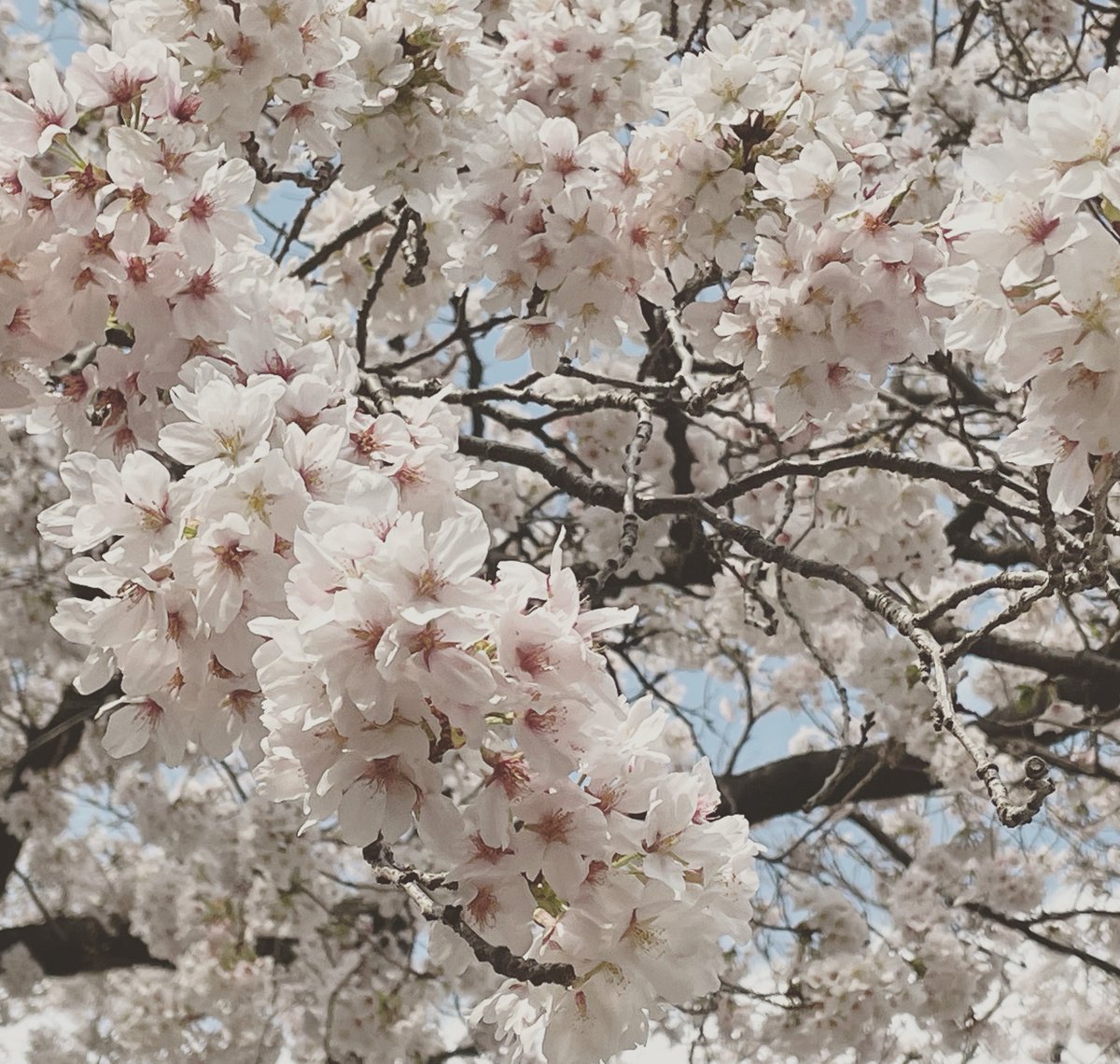 「桜をみてきました 」|れん🐾 コミティア144/ち45aのイラスト