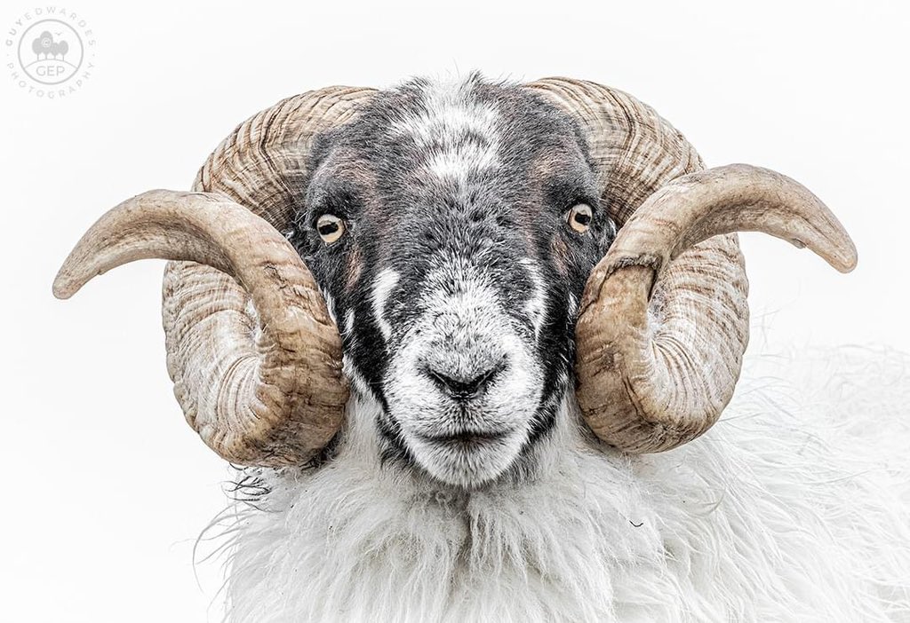 guyedwardes's tweet photo. A wet day in the Western Isles gave us the opportunity to photograph something a little different! Taken during my current Highlands &amp; Hebrides workshop.

© Guy Edwardes Photography

#sheep #scotlandfarming #isleofharris #outerhebrides https://t.co/WPLiMzAGQp