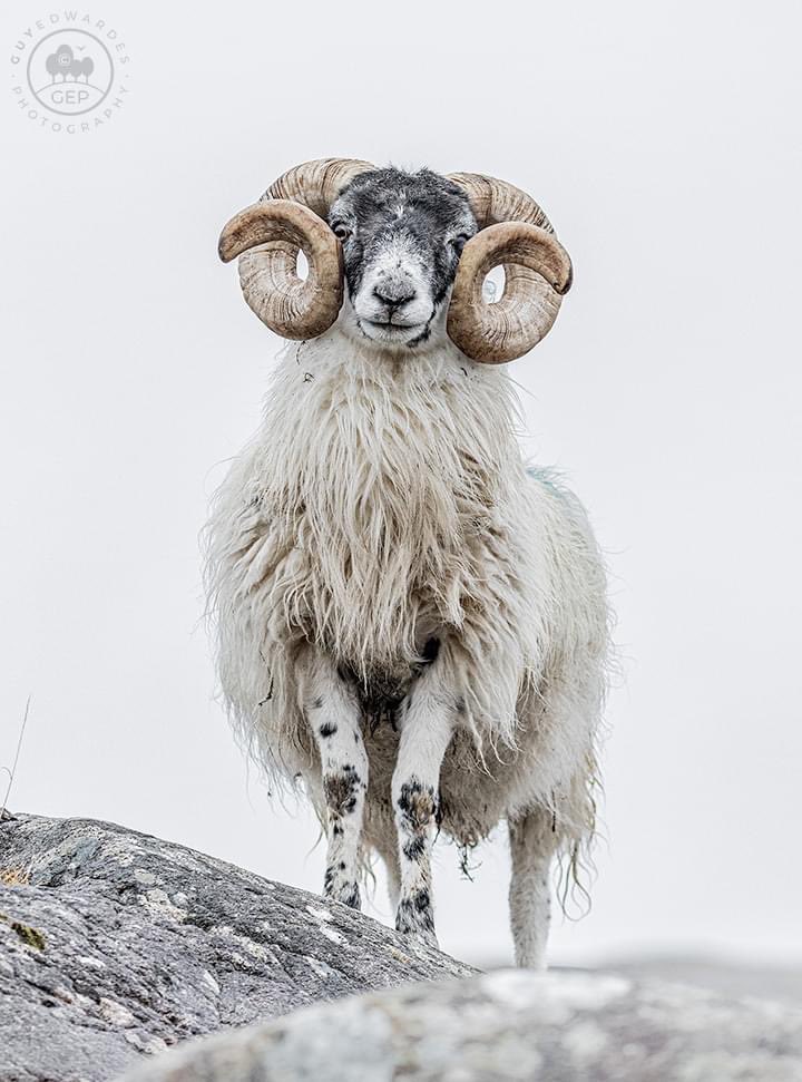 guyedwardes's tweet photo. A wet day in the Western Isles gave us the opportunity to photograph something a little different! Taken during my current Highlands &amp; Hebrides workshop.

© Guy Edwardes Photography

#sheep #scotlandfarming #isleofharris #outerhebrides https://t.co/WPLiMzAGQp