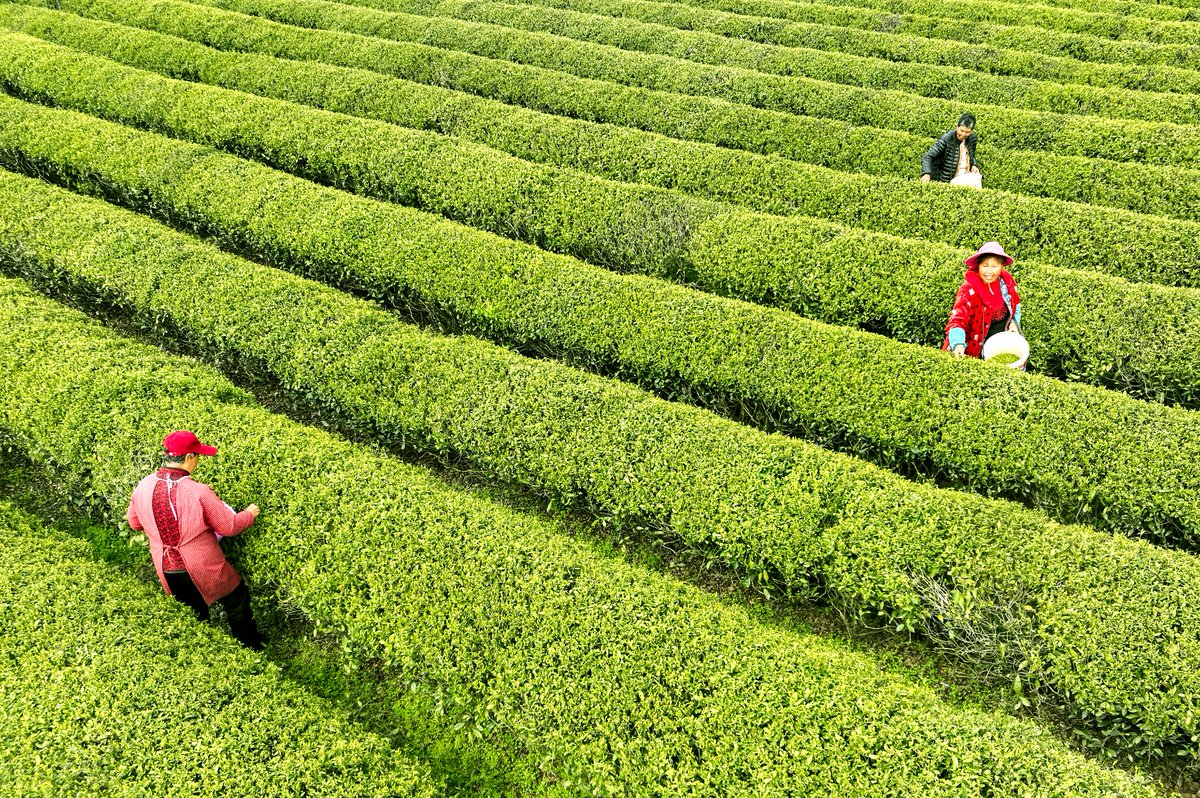 Nanchang_China's tweet photo. #Good #spring, busy picking #tea. More than 300 mu of tea in #Jinxian County has entered the pre Ming tea picking period. #china
春光好,采茶忙。进贤县300多亩茶叶进入明前茶采摘期。 https://t.co/loN4tdlCVZ