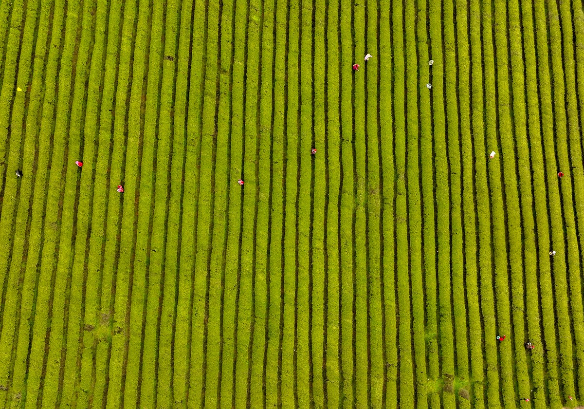 Nanchang_China's tweet photo. #Good #spring, busy picking #tea. More than 300 mu of tea in #Jinxian County has entered the pre Ming tea picking period. #china
春光好,采茶忙。进贤县300多亩茶叶进入明前茶采摘期。 https://t.co/loN4tdlCVZ