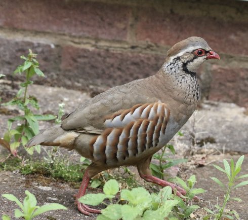 PaulThomas992's tweet image. Trenchant condemnation by @MarkAvery of the incontinent release of millions of non native game birds like Red-legged Partridge and Pheasant into the countryside on Farming Today. Every birder should thank @WildJustice_org for their work in this area @ChrisGPackham @RuthTingay