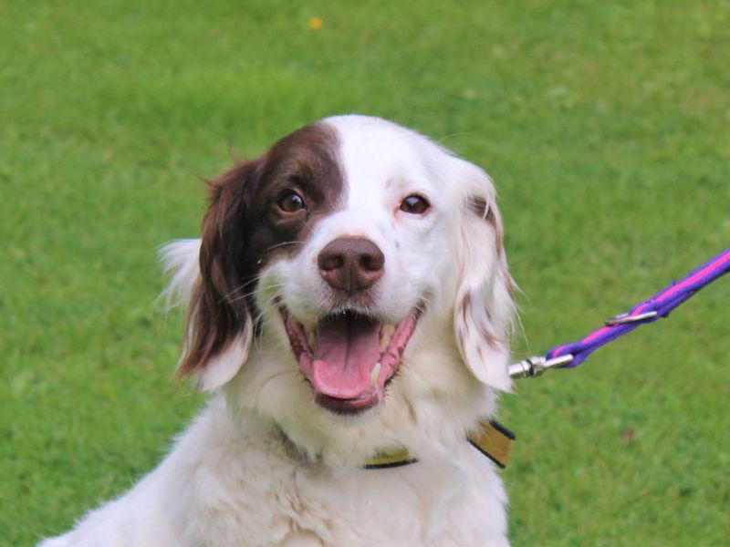 Interested in dog acquisition? 🐶 Our <a href="/ElleJJordan/">Dr Eleanor Jordan</a> will be delivering a <a href="/FABClinicians/">FABClinicians</a> webinar titled 'Why do people adopt dogs? How motivations for dog acquisition vary among individuals' on 12th April at 7pm. More details including how to book here 👉 tinyurl.com/3kvzktk3