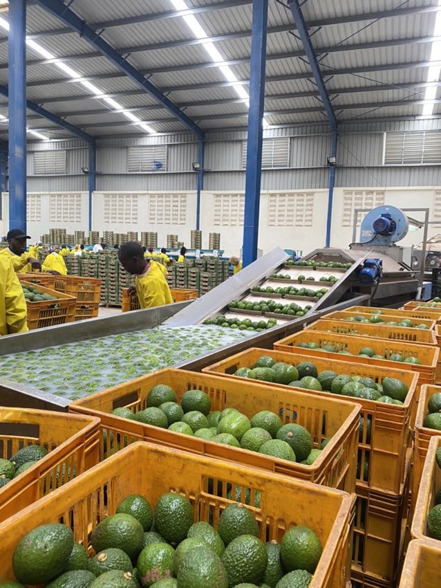 MugishaElie_'s tweet photo. One of the greatest business of today is avocado farming. Their export market is excellent! https://t.co/xO8nrM0Nbw