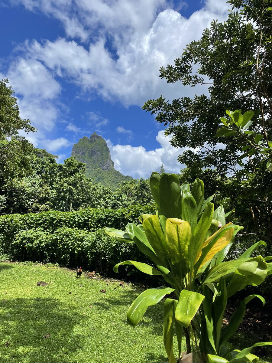 ramios_avys's tweet photo. French Polynesia is definitely worth a visit 🌴🐓 https://t.co/AfcVZ4Hl7I