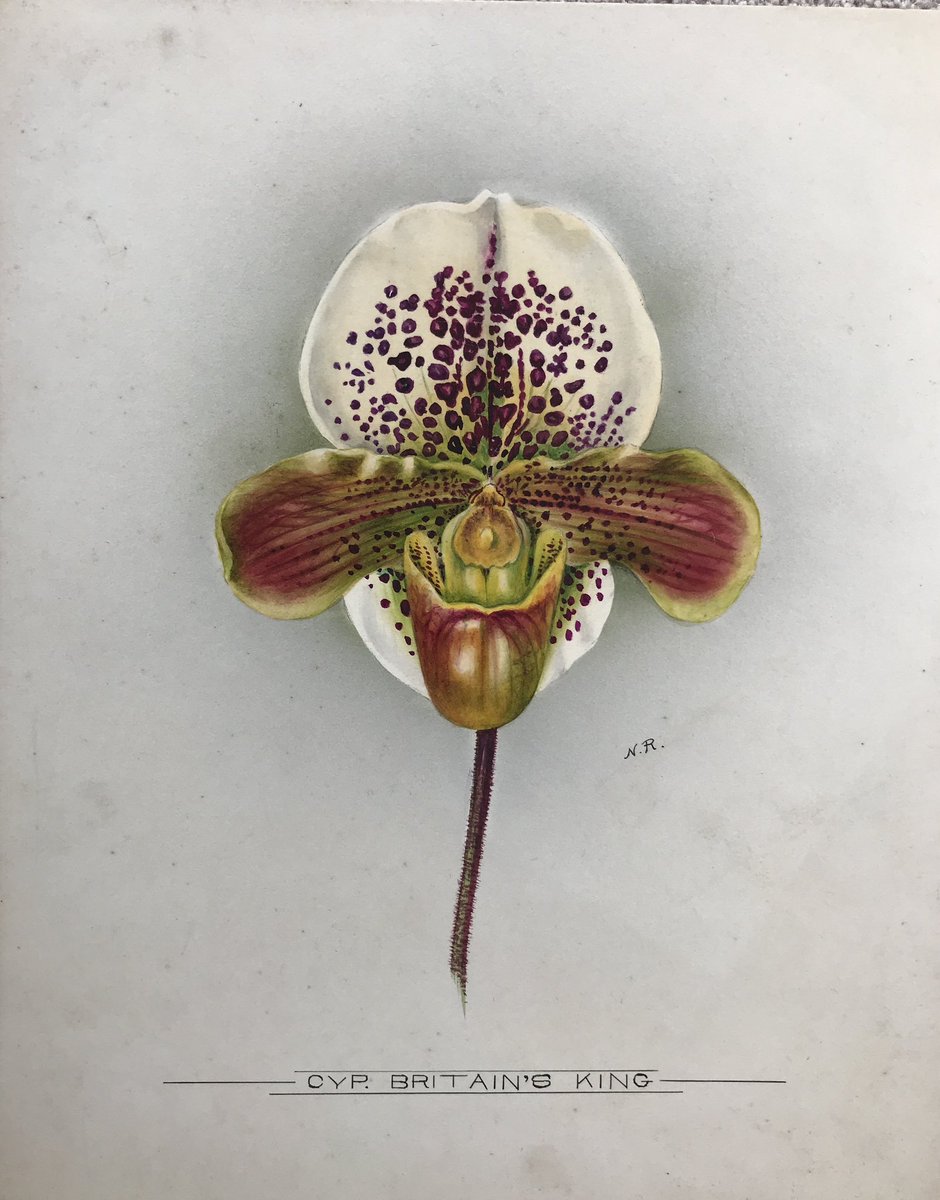 RoadSw9's tweet image. Nelly Roberts, orchid artist died #OTD 1959. Lived all her life and painted 1000s orchids on Loughborough Road. We placed a plaque on her unmarked grave and her house last year. 

Guided walks to visit both and hear about other amazing people who made south London home. Thread 👇