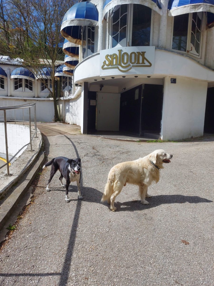 Moji najdrazi psi pred najdrazim ķlubom!