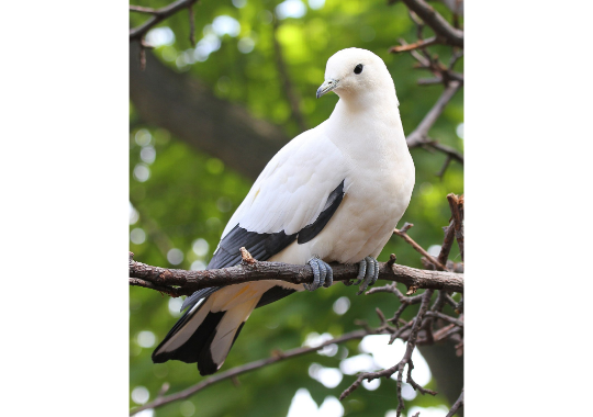 GoodPigeonBot's tweet image. very good pigeon 7/10