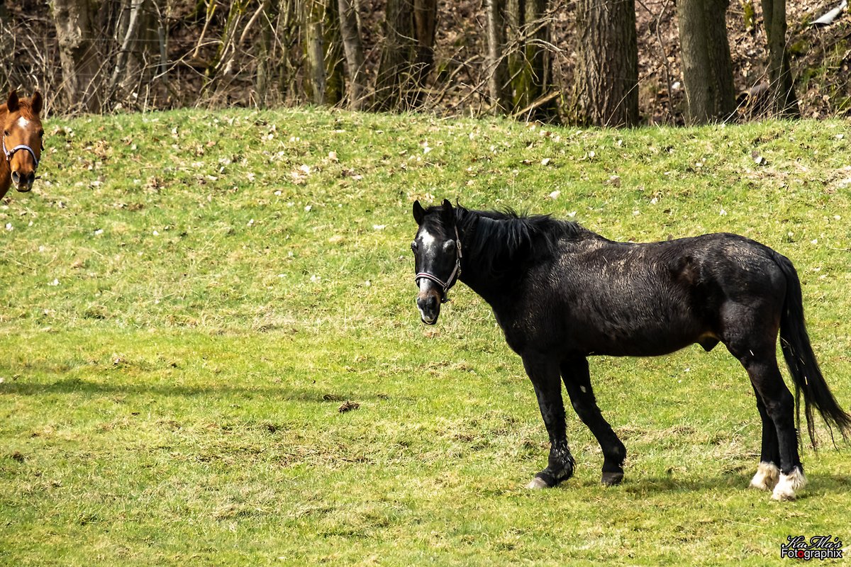 MarkoLenz1's tweet image. Guten Morgen ihr Lieben. Irgendeiner drängelt sich doch immer ins Bild. Euch einen schönen Wochenteiler.
#pferd #horse #tiere #animal #tier #animals #haustiere #pferdeliebe #fujifilm #fujifilmxs10 #horselove #gutenmorgen #goodmorning
