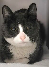 Oldie "Tita" 163240 means the world to me
&amp; can we save her from a killing spree?
This gorgeous #NewYork tuxie girl
is a precious pearl! 
Death may be harsh &amp; quick
on 03/30 in a tick!
Adopt her if you would
or pledge for rescue if you could! 
VERY URGENT!
facebook.com/photo/?fbid=57…