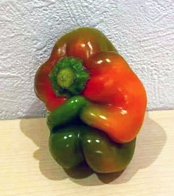 wimdaniels's tweet photo. Ze waren met z'n drieën: pap, Rie en Ka. Ze gingen koken. Gezamenlijk besloten ze dit arme schepsel te sparen. En daar zit het nu. Hoe nu verder? https://t.co/7gfT3s1X2o