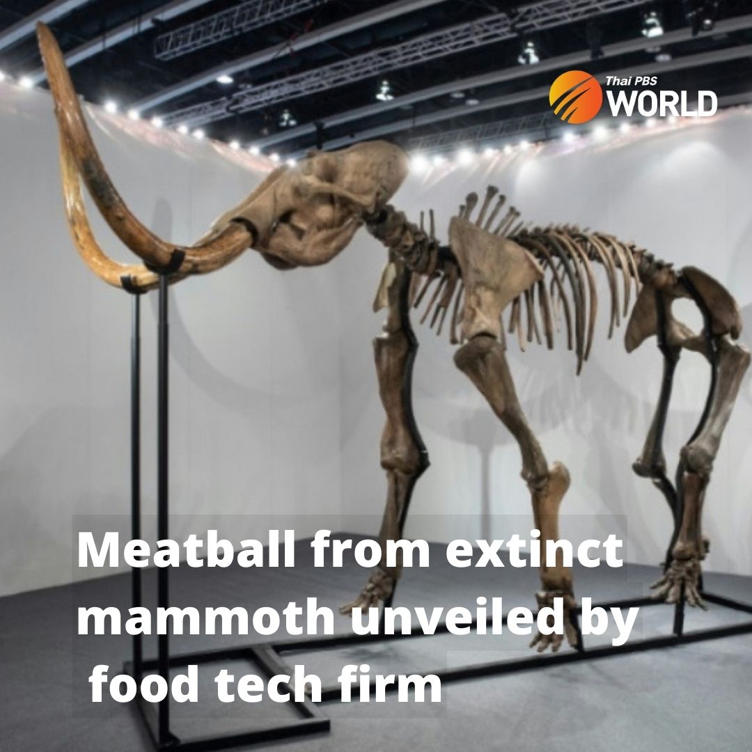 Thai PBS World on Twitter "Food scientists on Tuesday unveiled a giant meatball made from lab