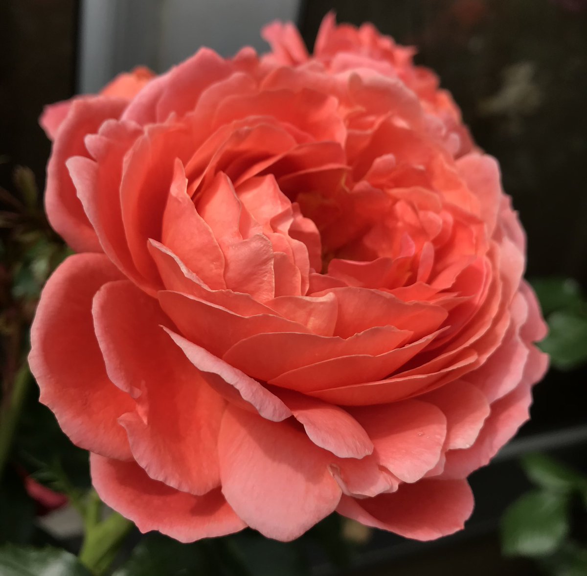Somewhe07814641's tweet photo. A happy and bright #RoseWednesday from last year’s Summer Song rose ….. I think! #roses #RoseADay #GardeningTwitter #GoodMorningGardeningTwitter https://t.co/j5GUiXw5LC