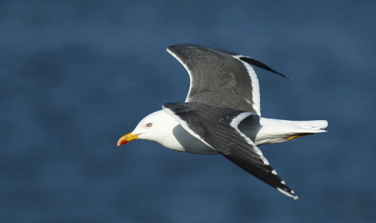 Ton in 't Veld tweet media