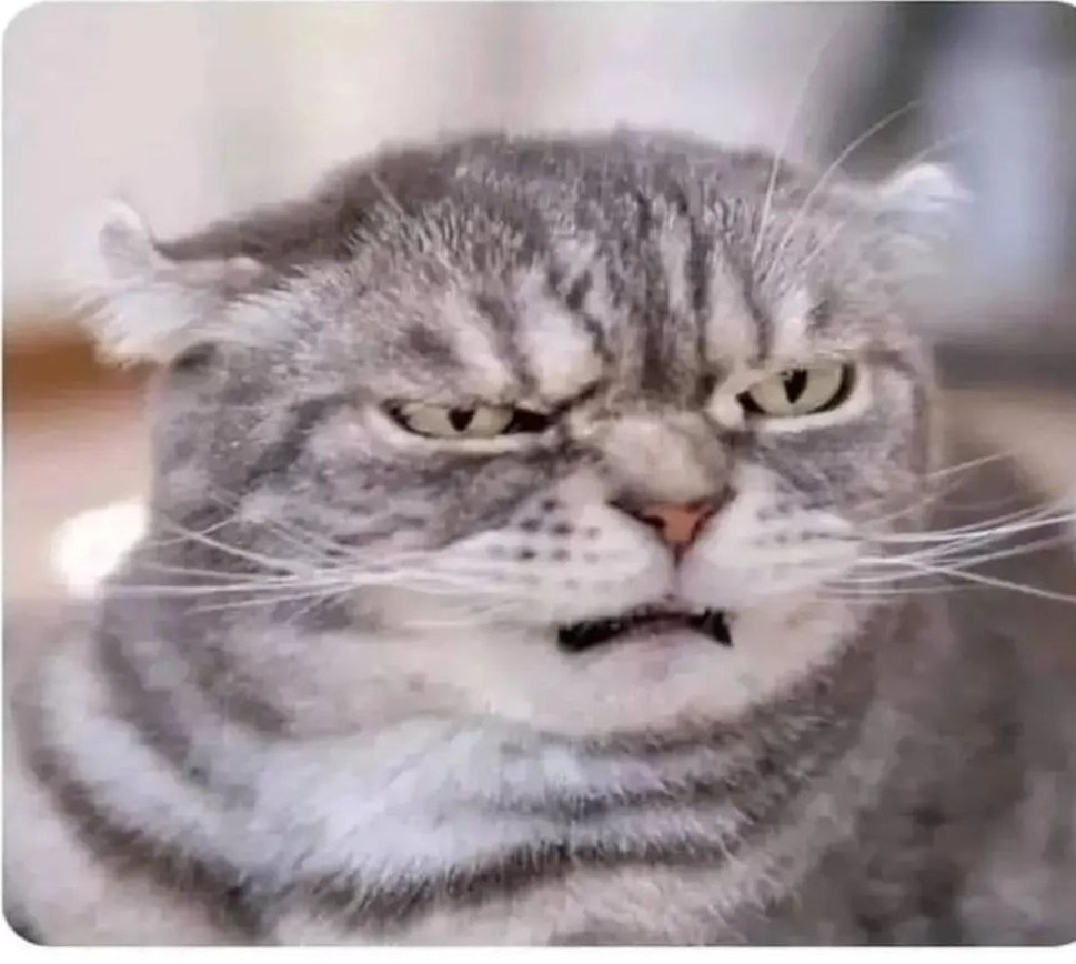 QUANDO MIAGOLI AL TUO GATTO E LUI TROVA 15 ERRORI GRAMMATICALI TUTTI IN UN'UNICA FRASE