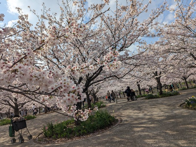 幕張豊砂駅からすぐ近くにとっても綺麗なさくら広場があります🌸とても綺麗に咲いていました😊桜を見て癒された後ピンポンパーク