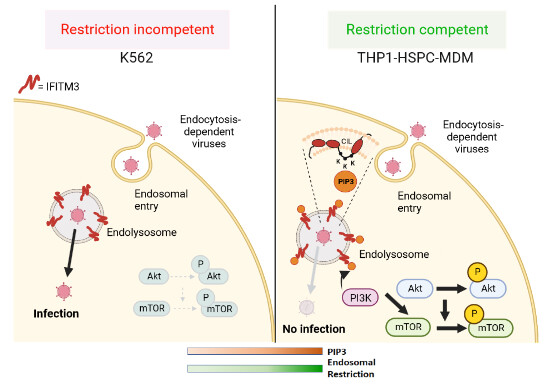 embojournal's tweet photo. Interferon-inducible phospholipids govern #IFITM3-dependent endosomal #antiviral #immunity
@KajasteLab @UnaliGiulia et al @SanRaffaeleMI
https://t.co/L94EPINuqg https://t.co/VKwkMByOXv