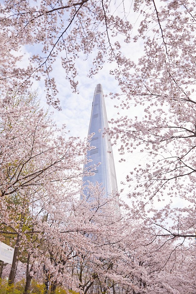 KoreanTravel's tweet photo. Another cherry blossom festival in Seoul, starting in couple of days!😆Lake Cherry Blossom festival runs from April 5-9!😍
📍Seokchonhosu Lake: https://t.co/V1MSTzb01i
#VISITKOREA #Seoul #cherryblossom https://t.co/2aRGFQ5vQE