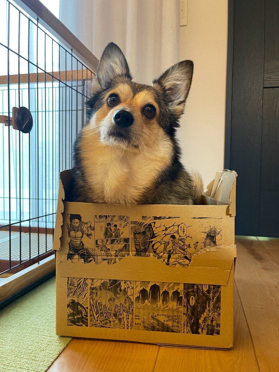 犬 ポメラニアン パピー マグカップ ポメラニアン 水彩画風 毛色6色 】 マグカップ お家用 プレゼント 犬 うちの子 犬グッズ プレゼント  マグカップ コーギーbrothers 通販 14346492｜Creema(クリーマ), image size:900x1200