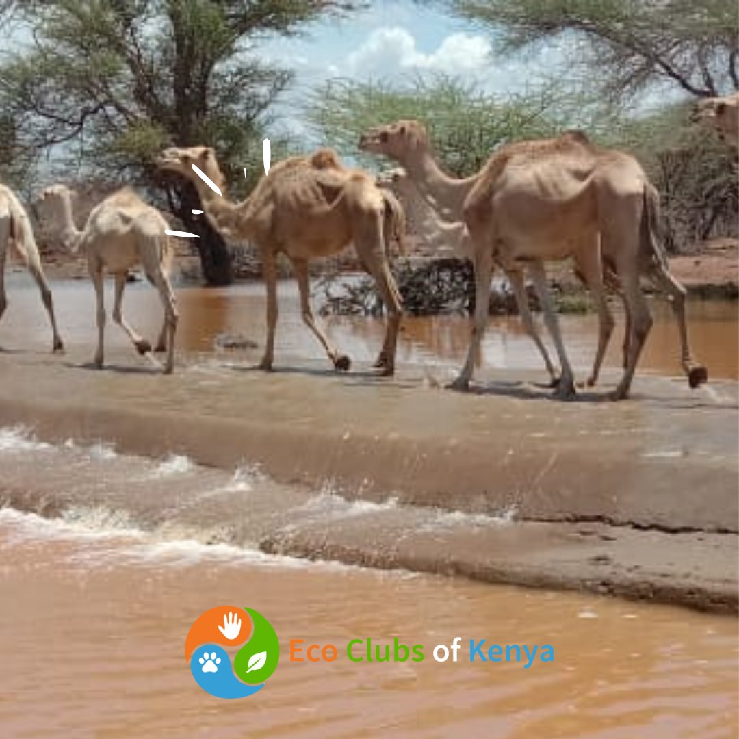clubs_eco's tweet photo. Tumal's camels are on the move to find greener pastures after surviving the worst drought in recent history in 2021-2023.
The camels began their trek from the Chalbi Desert on March 27, 2023, and settled in greener pastures on March 28, 2023.
#AnimalsInDisasters https://t.co/aYuvQuMQss