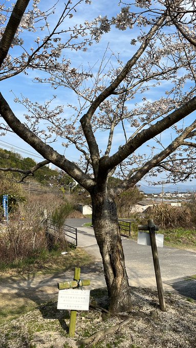 バンブーハイランドのたまゆらプレートの桜！こちらも！しっかりと咲いてました！😊 