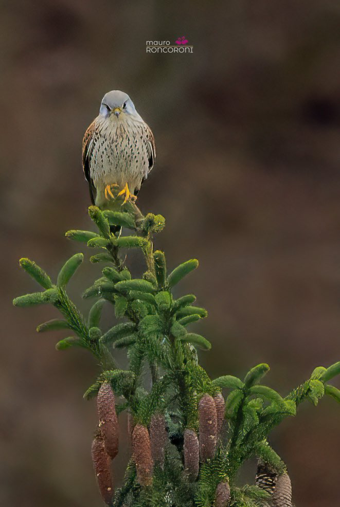 GM! Cute •male kestrel• checking the surroundings from the top of a fir. 🦅

#NatureBeauty #BirdsOfTwitter #BirdsList #BirdSeenIn2023 #BIRDSTORY