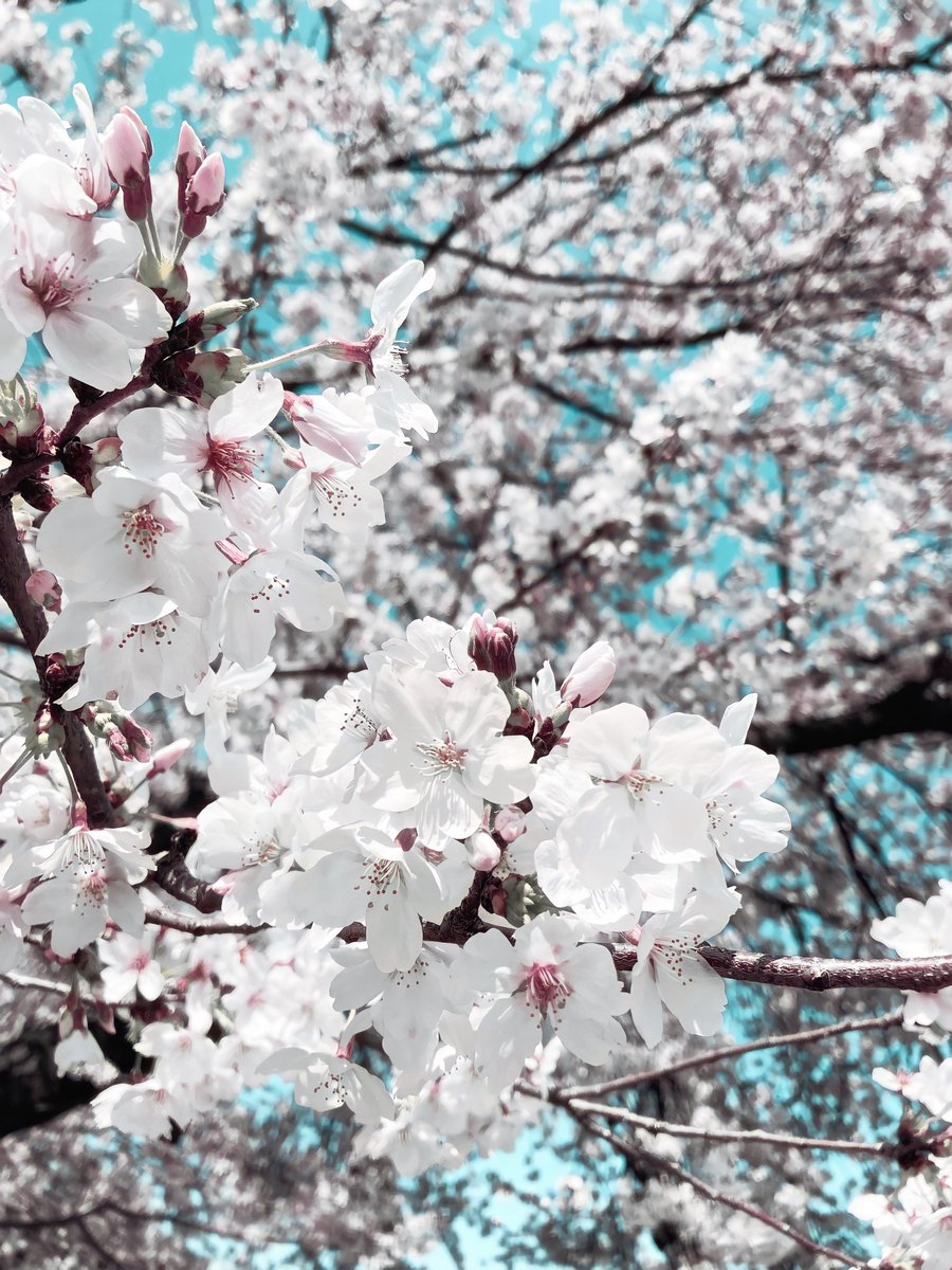 rams___oO's tweet photo. ※ﾘｱﾙ

見頃でした.ᐟ.ᐟ.ᐟ🌸 https://t.co/e5fiVJAeZm