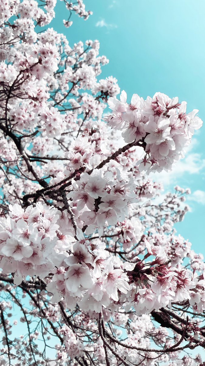 rams___oO's tweet photo. ※ﾘｱﾙ

見頃でした.ᐟ.ᐟ.ᐟ🌸 https://t.co/e5fiVJAeZm