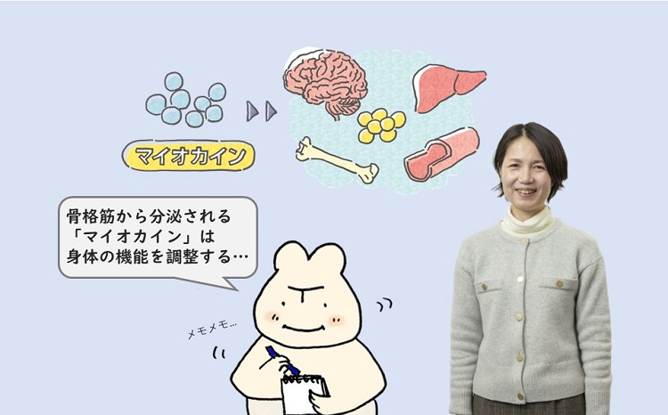 miyacolons_tmu's tweet image. 骨格筋から分泌されて体の機能を調節する「#マイオカイン」。#都立大大学院人間健康科学研究科 眞鍋先生たちはマイオカイン「Rspo3」を発見したんだ。糖尿病の治療などにも貢献するかもしれない眞鍋先生の研究、ぜひ #Miyacology でチェックしてね！#TMUヘルプロ #イラスト research-miyacology.tmu.ac.jp/miyacology-art…