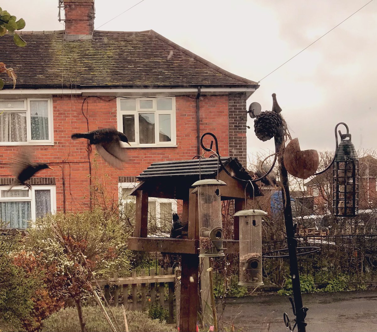 Phoebe Cat on Twitter: "#Hedgewatch #tabbytroop #CatsOfTwitter my Mum