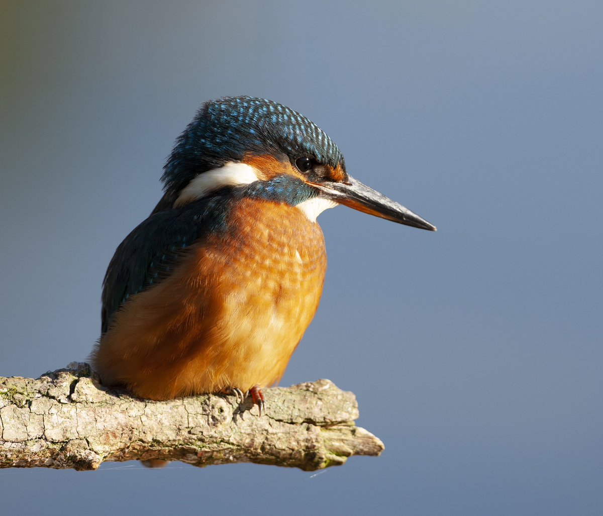 The BBC1 series Wild Isles has been such a pleasure to work on over the past 5 years. I’m now looking ahead to new opportunities including sharing wildlife watching trips with those who wish to join me. I’ll be posting details here and on simonkingwildlifetravel.com #WildIsles