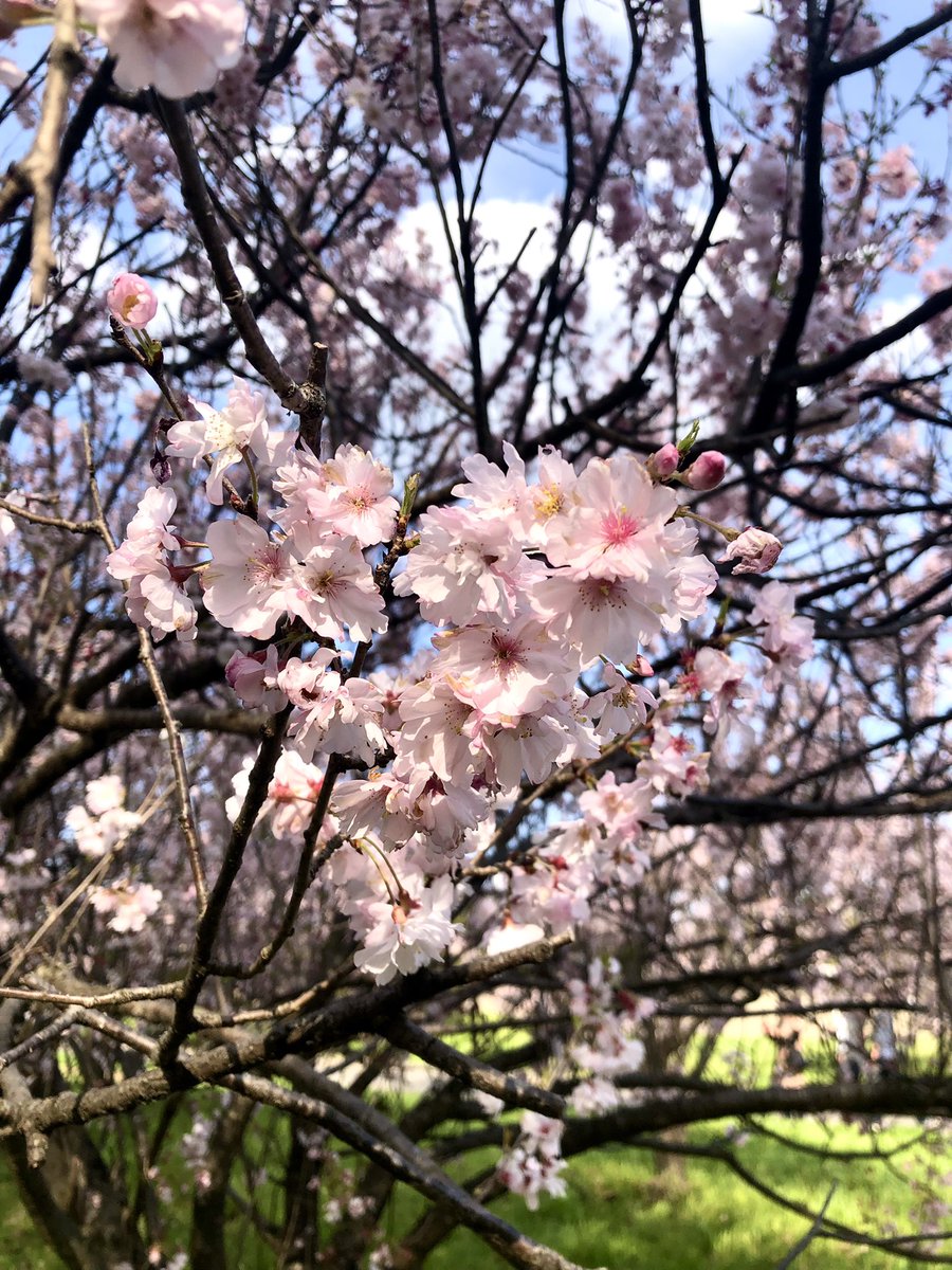 桜満開🌸
連日のお花見最高🫶🍀🍀
4年ぶり？に大好きな友人たちと飲んだり食べたり笑ったり🥹✨ﾗｼﾞﾊﾞﾝﾀﾞﾘ
---☆----☆----☆----☆----☆---

✔️懸賞仲間募集
✔️固定RTお返し
✔️沖縄好きの人と繋がりたい
✔️旅行好きな人と繋がりたい

---☆----☆----☆----☆----☆---