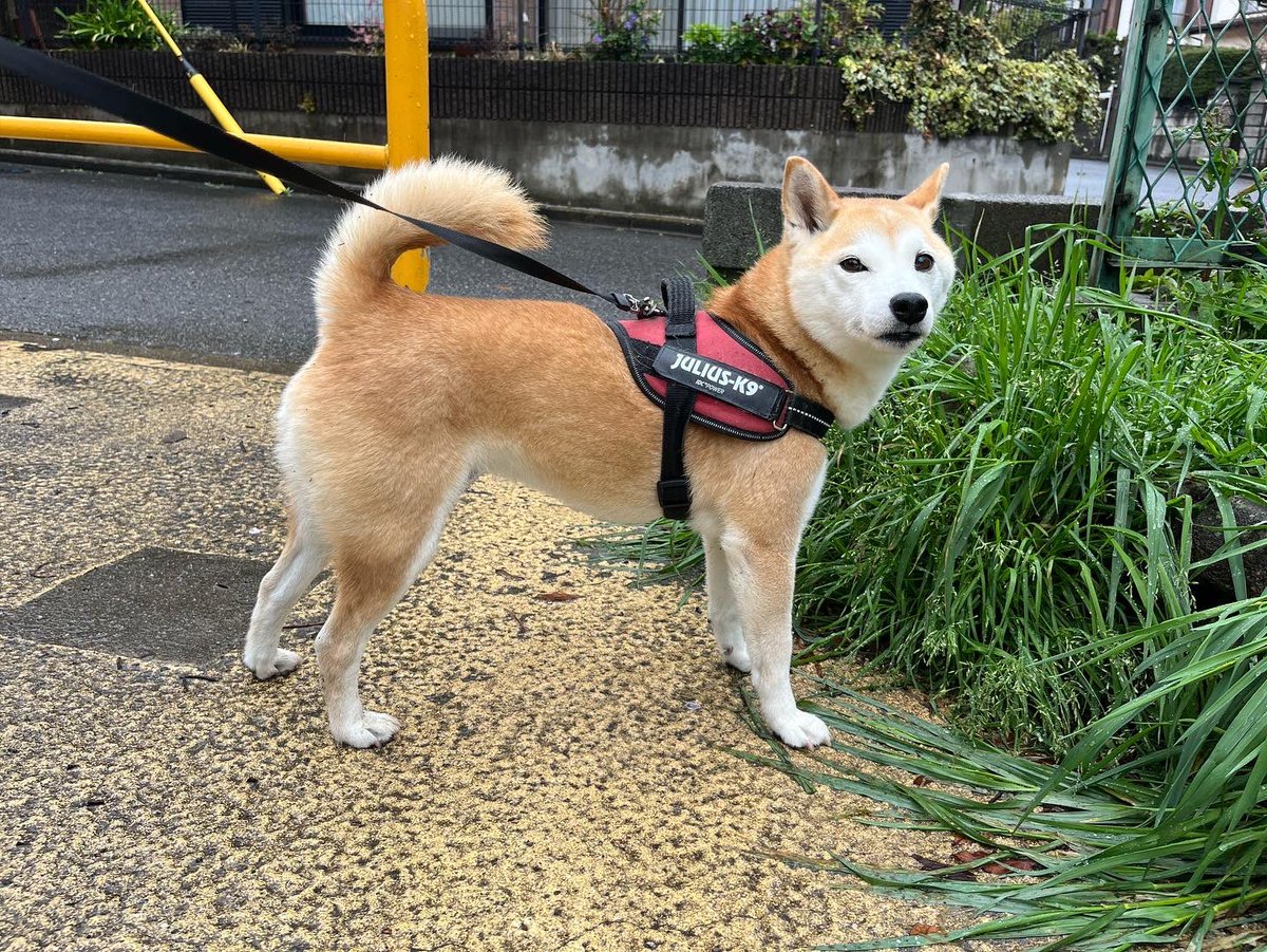 funapetsit's tweet photo. ユキちゃん　Ms.Yuki
#いぬ　#いぬのいる暮らし #いぬすき ＃船橋ペットシッターズ #柴犬 
#dog #DogLovers #dogsoftwitter #shibainu #chien #chiens #funabashipetsitters https://t.co/rfxLstK4LY