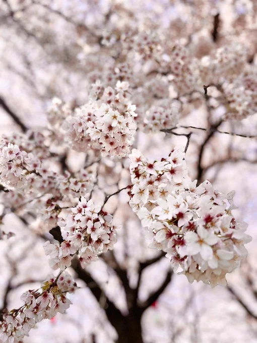 桜見てきたーー!すごい綺麗だった 