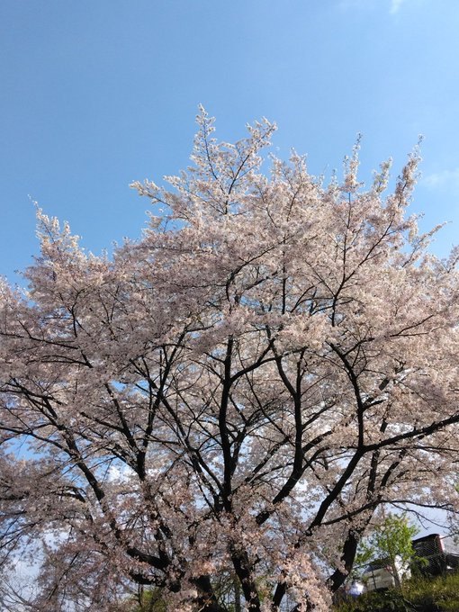 もう桜が散りかけてる😅あっという間ですね！カップルが花びら一生懸命穫ってたが！クロエさん何もしてないのに身体でゲット🎵😊