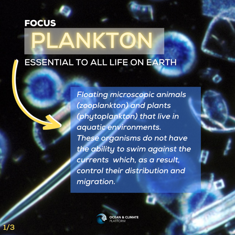 ocean_climate's tweet photo. [#WhatOceanForTomorrow] #FOCUS🦠#Plankton are cornerstones of food chains and play a crucial role in the sequestration of #carbon... 
👉Plankton are essential to all life on #Earth and in the #sea 🌏

👇More on this topic in @ocean_climate's latest publication