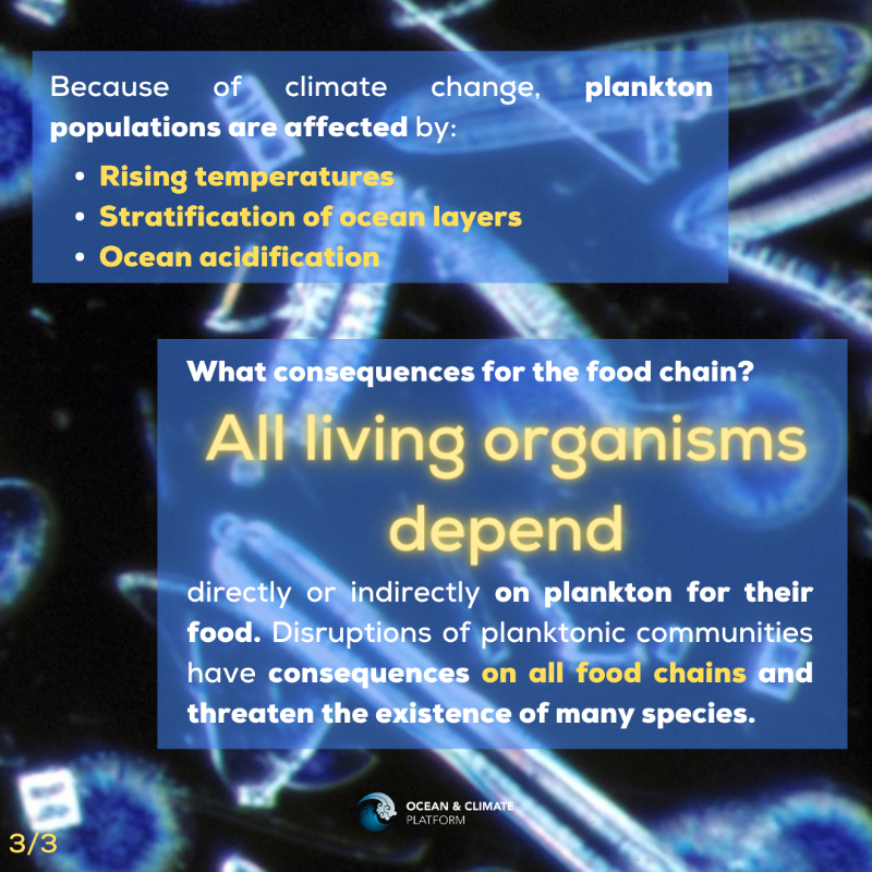 ocean_climate's tweet photo. [#WhatOceanForTomorrow] #FOCUS🦠#Plankton are cornerstones of food chains and play a crucial role in the sequestration of #carbon... 
👉Plankton are essential to all life on #Earth and in the #sea 🌏

👇More on this topic in @ocean_climate's latest publication